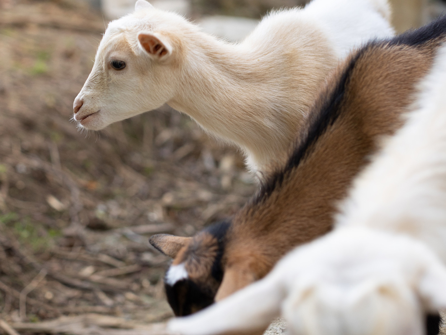 Goats on the farm