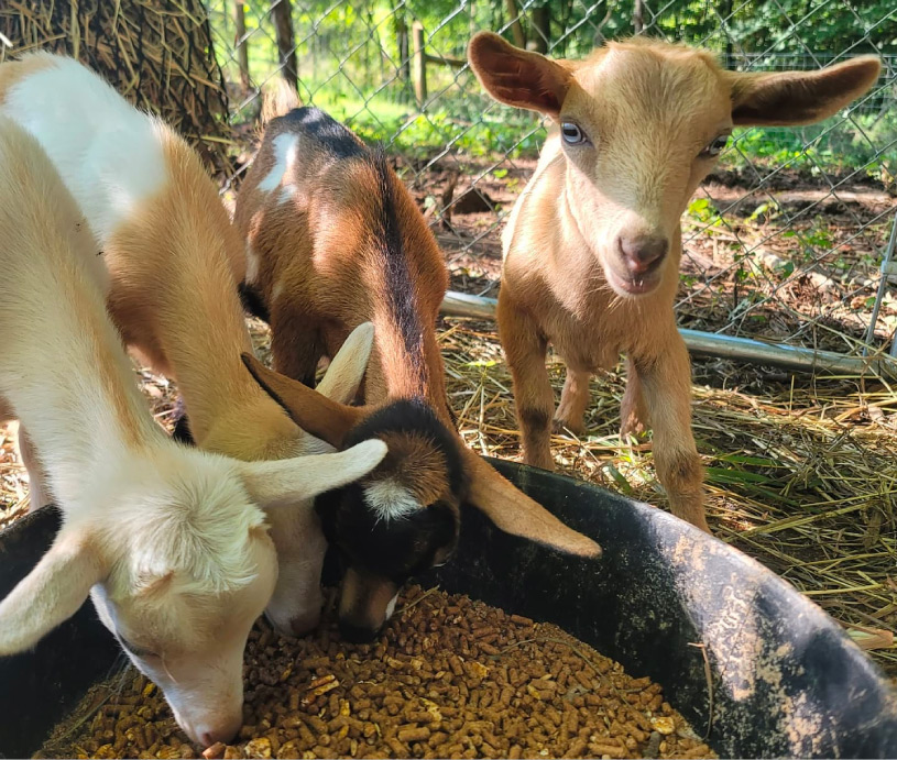 Cranford Hollow Farm and Event Venue