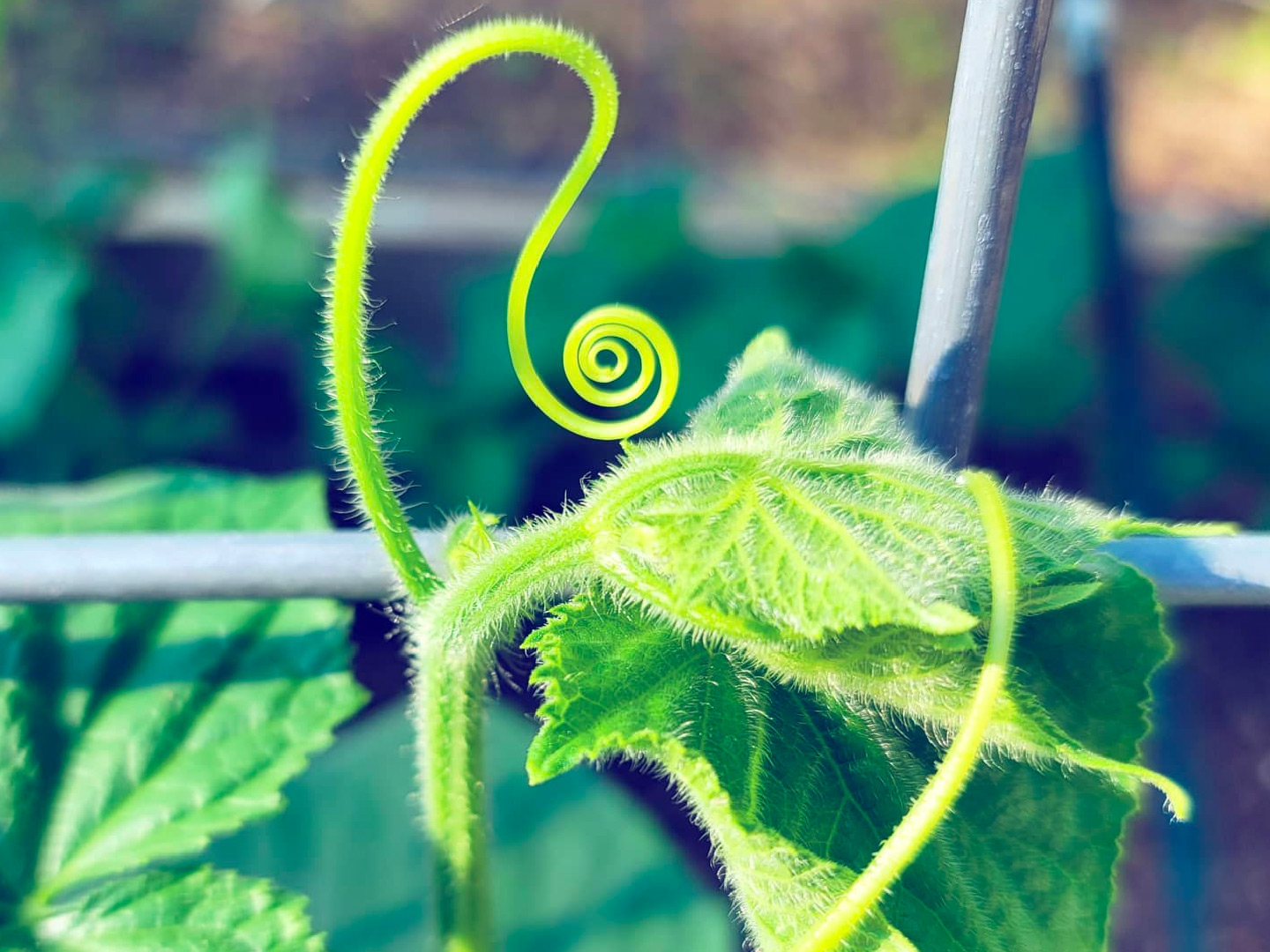 Farm Garden